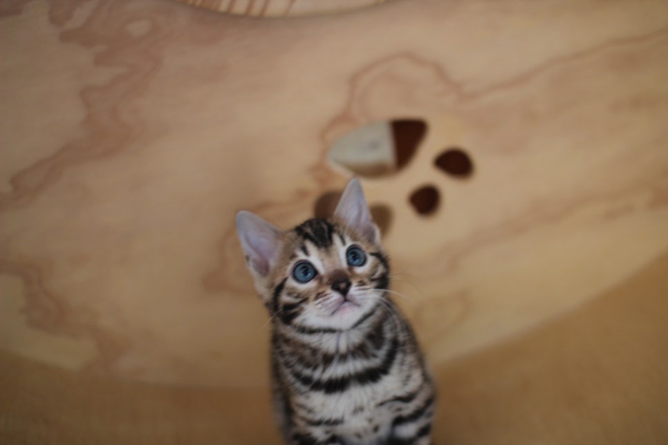 뱅갈고양이분양 환경좋은 홈캐터리에서 받으세요^^ 관련 이미지 9