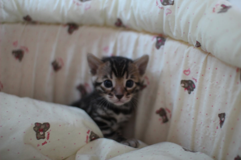 뱅갈고양이 꼬맹이들 나왔어요~ 관련 이미지 2