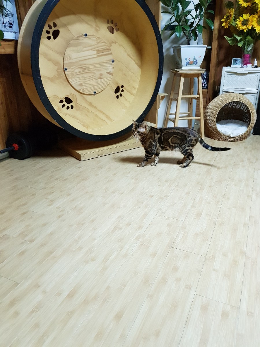 뱅갈고양이 블랙홀아 통통해지자~ 관련 이미지 5