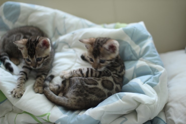 [뱅갈고양이 분양] 예약이 완료된 삼남매 아이들~ 관련 이미지 5