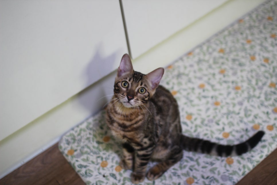 뱅갈고양이 강아지 같은 아이들 분양해요~ 관련 이미지 1