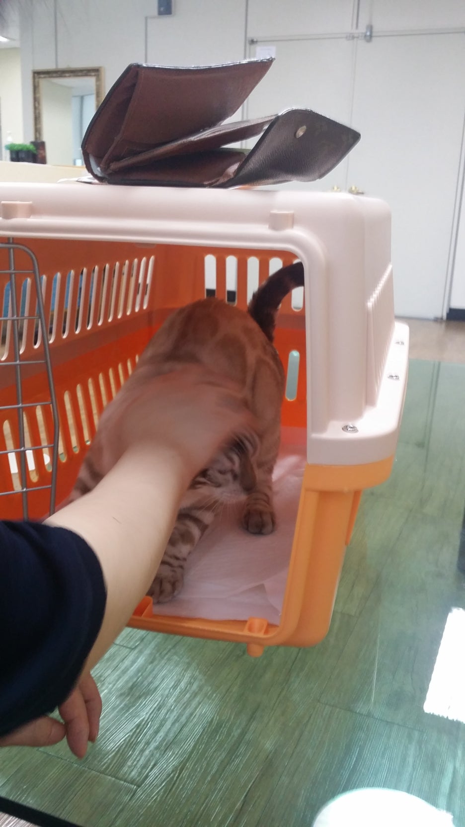 뱅갈고양이 해외로 가는 아이 관련 이미지 3