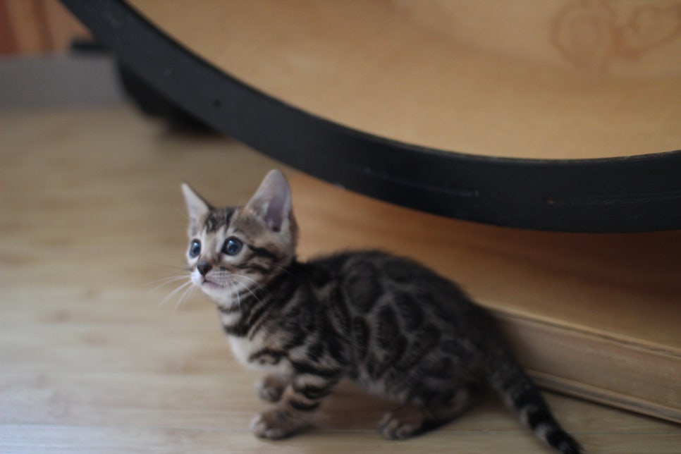 왕눈이 초미묘 브라운뱅갈고양이 여아에요~ 관련 이미지 3