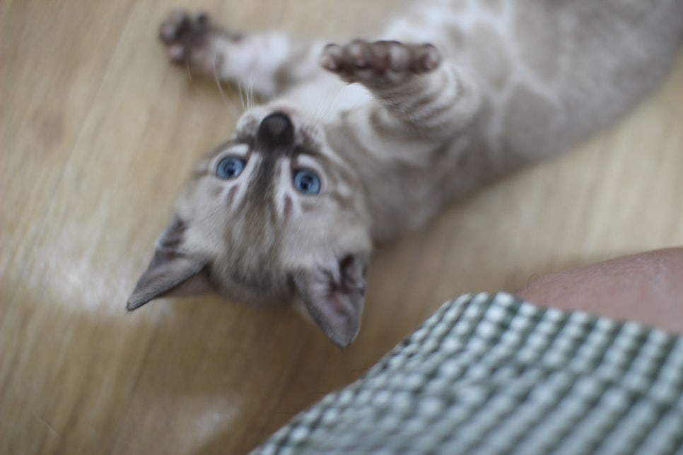 밍크차콜,밍크 뱅갈고양이 꼬맹이들 앙증맞은 모습~ 관련 이미지 5