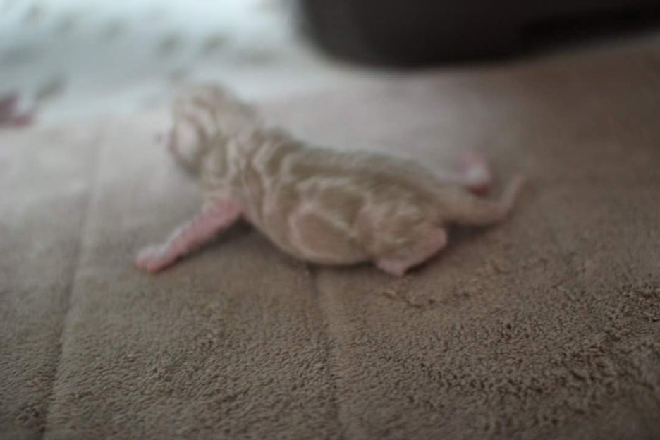 New litter 관련 이미지 4