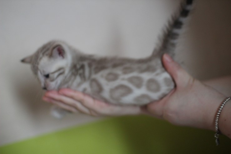 뱅갈고양이 분양 그냥 지나칠수 없을걸? 관련 이미지 34