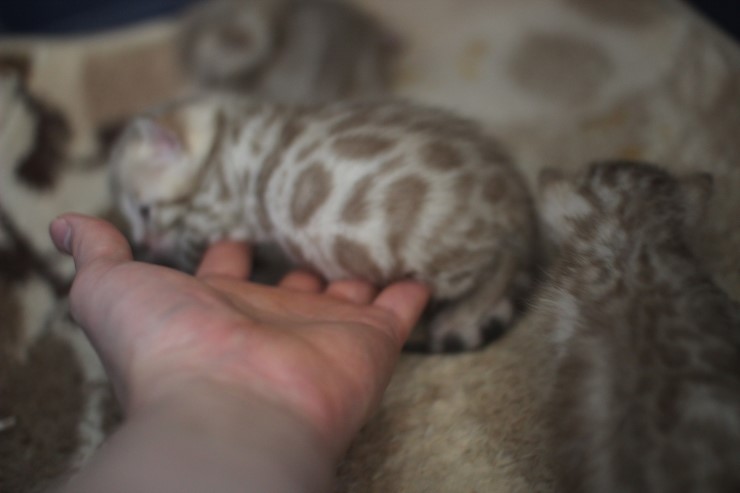 실밍크 스노우뱅갈고양이 분양 천사냥이 4남매 관련 이미지 12