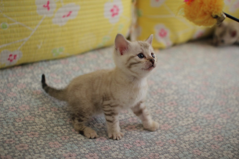 스노우뱅갈고양이 여아 분양해요~ 관련 이미지 10