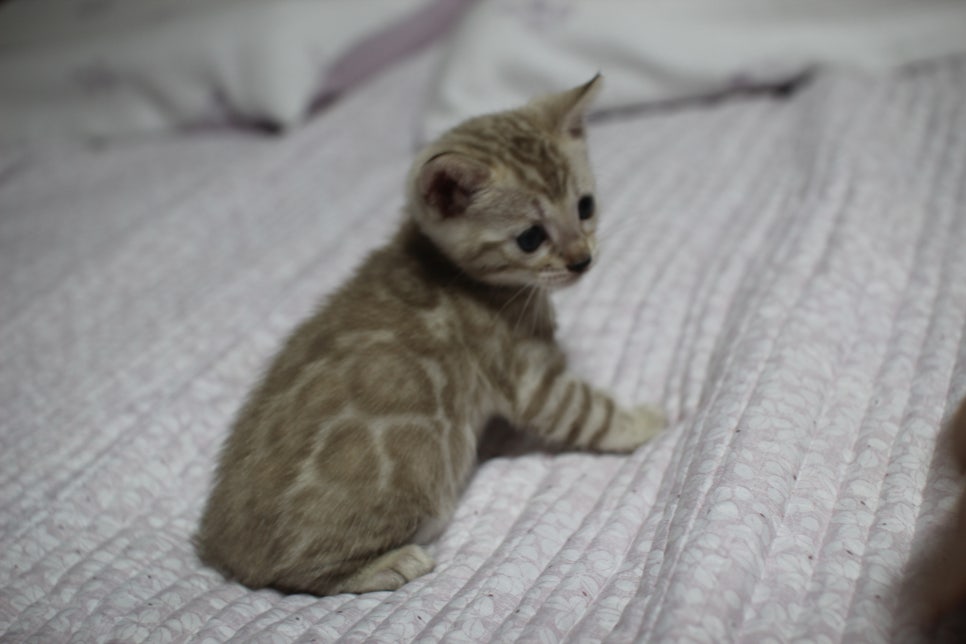 실밍크 뱅갈고양이 요정으로도 부족한 미묘 여아에요~ 관련 이미지 3