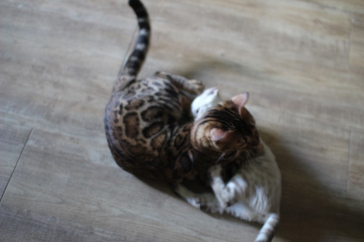 뱅갈고양이 링컨이와 초아의 한판~~~ 관련 이미지 4
