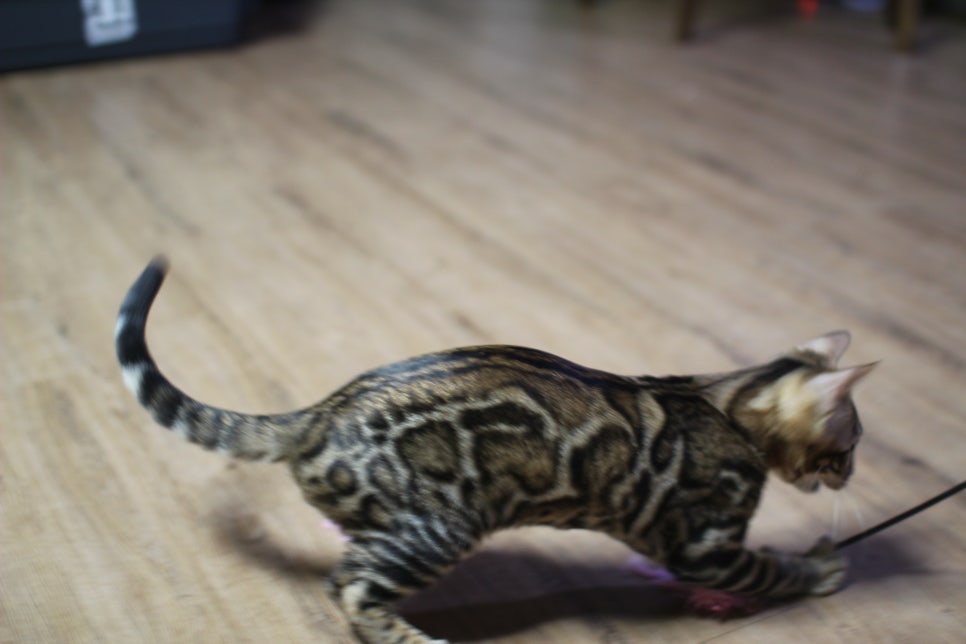 뱅갈고양이 강아지 같은 아이들 분양해요~ 관련 이미지 14