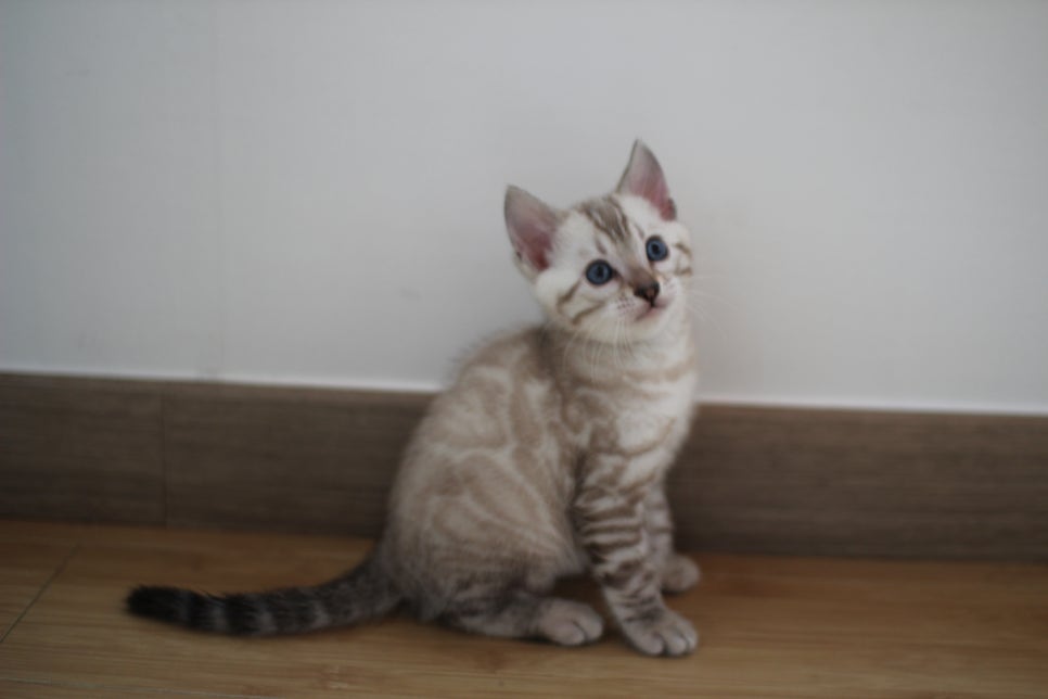 실밍크 뱅갈고양이 키퍼 남아 완전 말썽꾸러기 관련 이미지 7