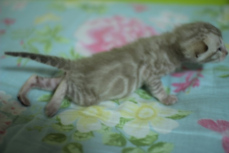 실밍크 스노우 뱅갈고양이 남아 꼬맹이예요 관련 이미지 8