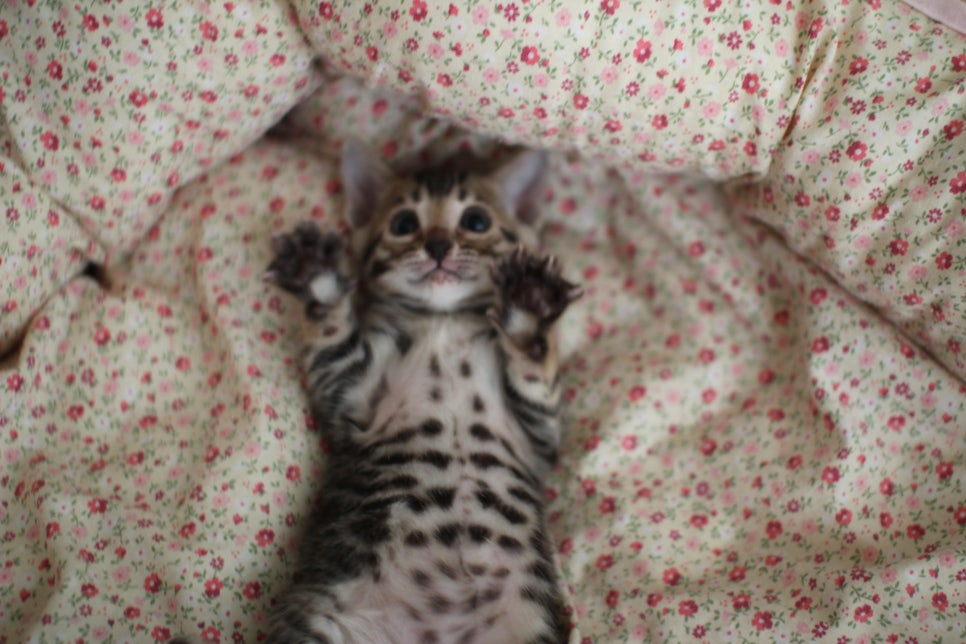 뱅갈고양이 여아1 분양해요~ 관련 이미지 10