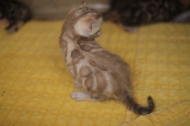 스노우 밍크 뱅갈고양이 남아예요. 관련 이미지 10