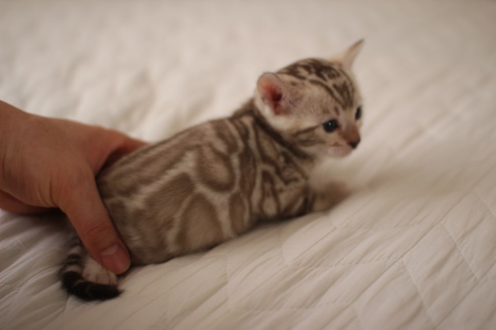 멋진 빅로젯 실밍크뱅갈고양이 남아 분양해요~ 관련 이미지 5