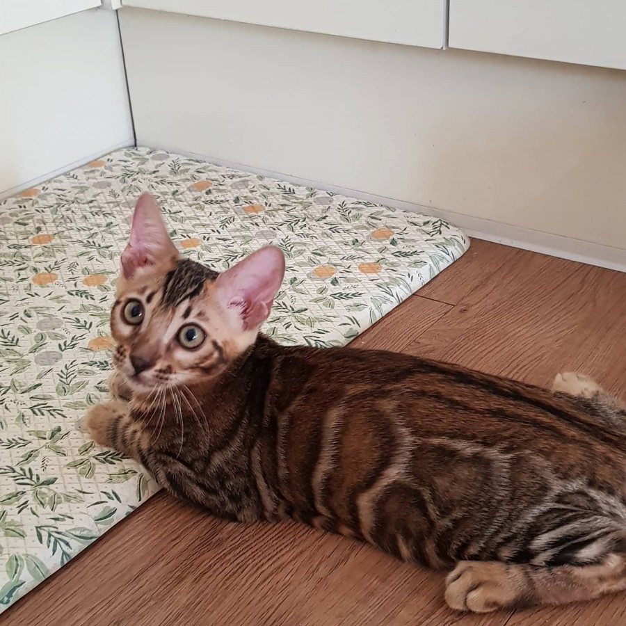 뱅갈고양이분양 초미묘들 등장이요 관련 이미지 5