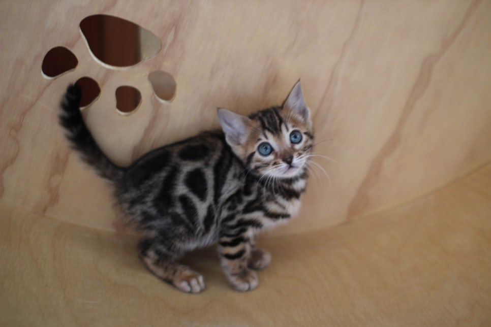 뱅갈고양이분양 환경좋은 홈캐터리에서 받으세요^^ 관련 이미지 2