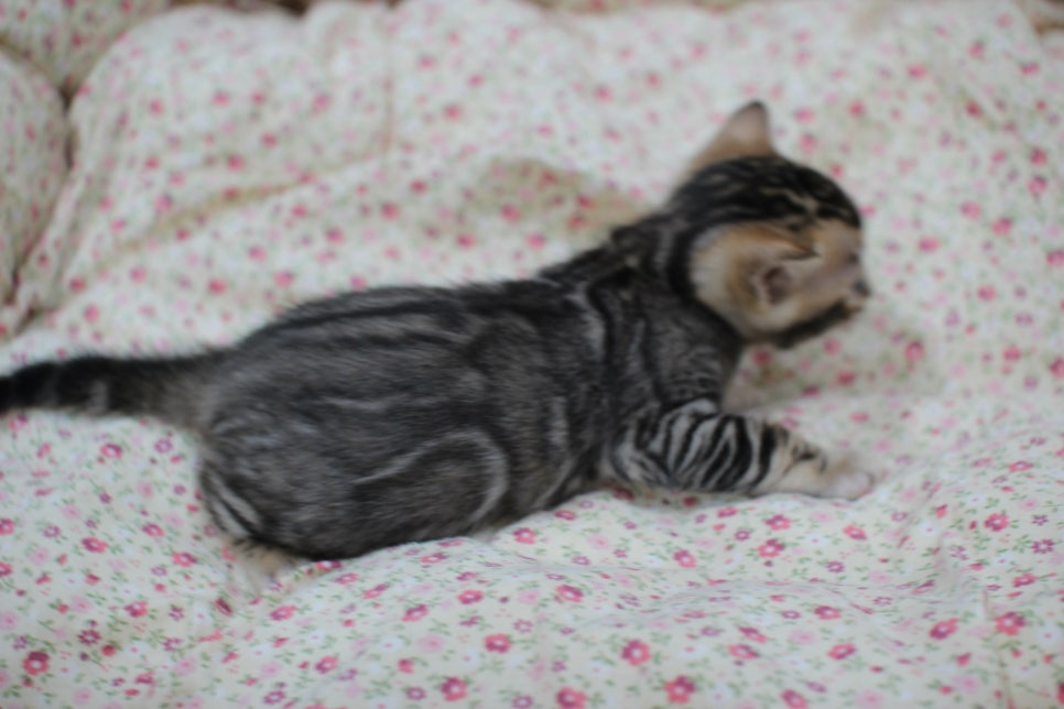 하루가 다르게 쑥쑥 크고 있는 뱅갈고양이 여아예요~ 관련 이미지 3