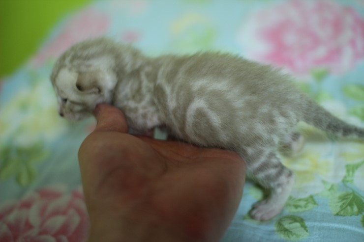 실밍크 스노우 뱅갈고양이 남아 꼬맹이예요 관련 이미지 10