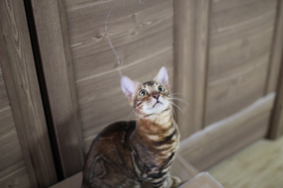 뱅갈고양이 원탑군 적응완료 했어요~ 관련 이미지 1