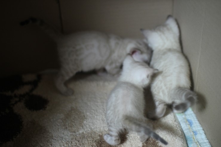 뱅갈고양이 꼬맹이들 많이 컸어요~ 관련 이미지 1