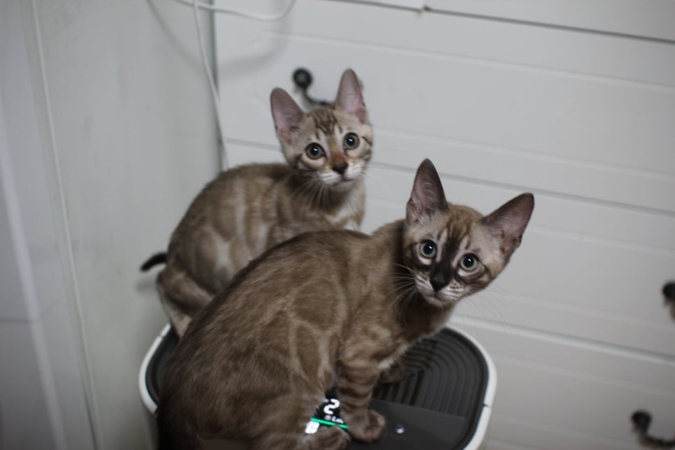 스노우뱅갈고양이 삼총사~ 관련 이미지 22