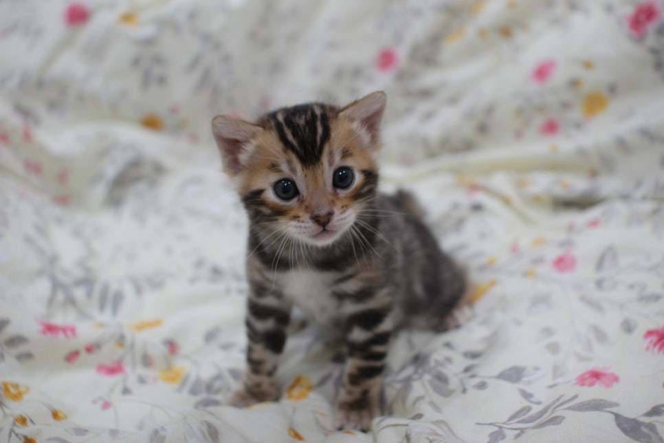 멋진 빅로젯에 뱅갈고양이 분양 합니다~ 관련 이미지 5