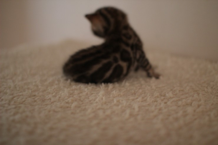 브라운 남아예요~ 관련 이미지 2