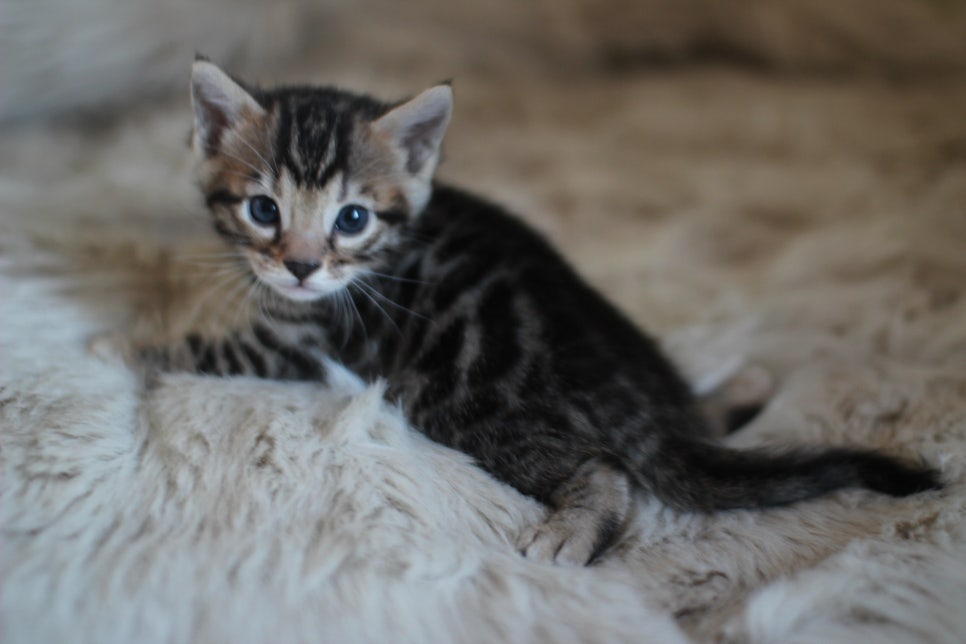 뱅갈고양이 분양 부티가 흘러요 흘러~ 관련 이미지 32