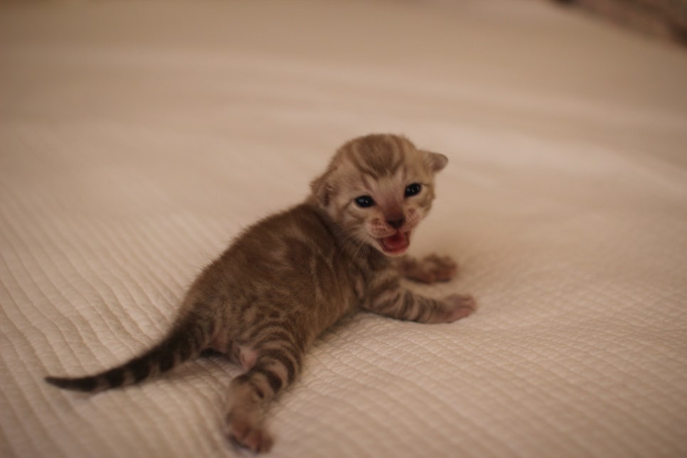 고퀄리티 스노우뱅갈고양이 아이들 분양합니다~ 관련 이미지 14