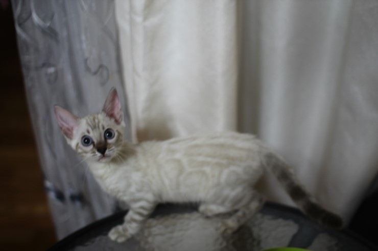 스노우뱅갈고양이 여아들 이쁘고 건강히 성장하고 있어요~ 관련 이미지 3