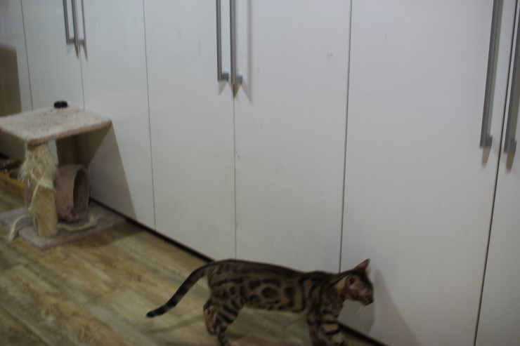 뱅갈고양이, 스노우뱅갈고양이 아이들과 함께 재밌게 지내고 있습니다^^... 관련 이미지 6