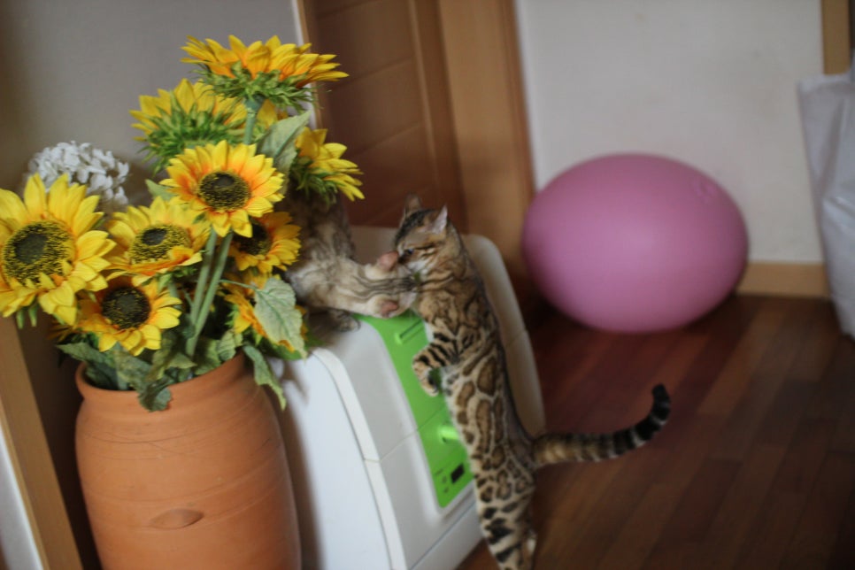 뱅갈고양이 우린 친한사이? 관련 이미지 1
