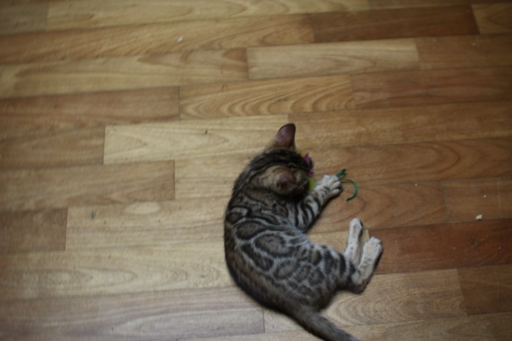 붕어는 내꺼야 아무도 오지마~~ 관련 이미지 5