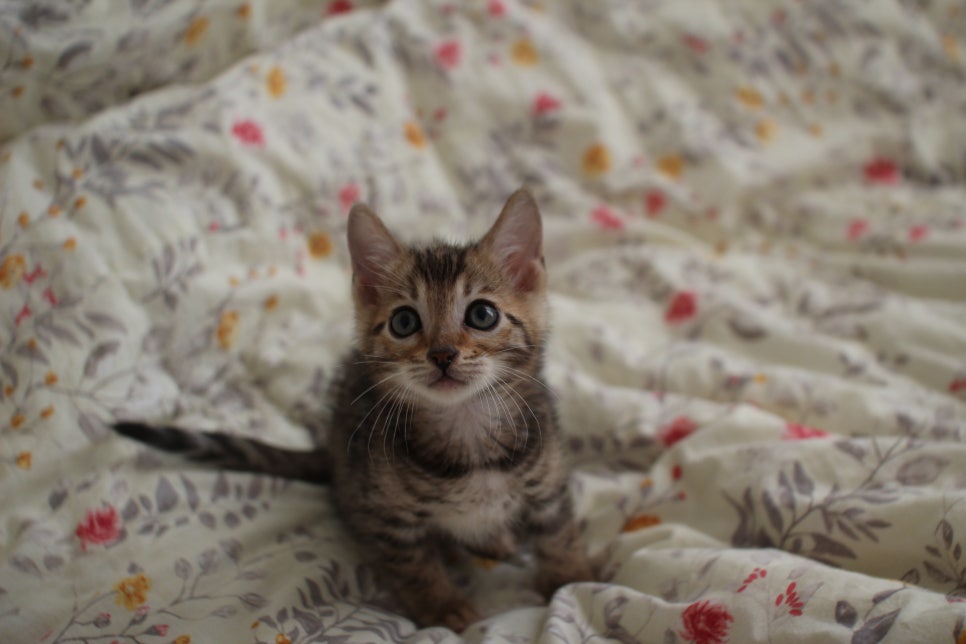 뱅갈고양이 개냥이를 찾으세요? 관련 이미지 4