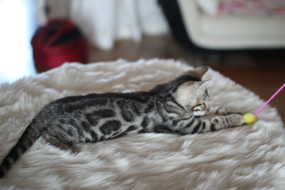 뱅갈고양이분양 멋진 빅로젯 아이들~ 관련 이미지 33