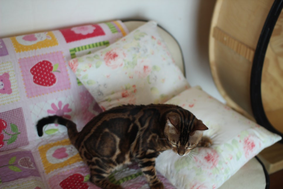 소유뱅갈캐터리 새로운 종묘가 될 남아 입니다~ 관련 이미지 14