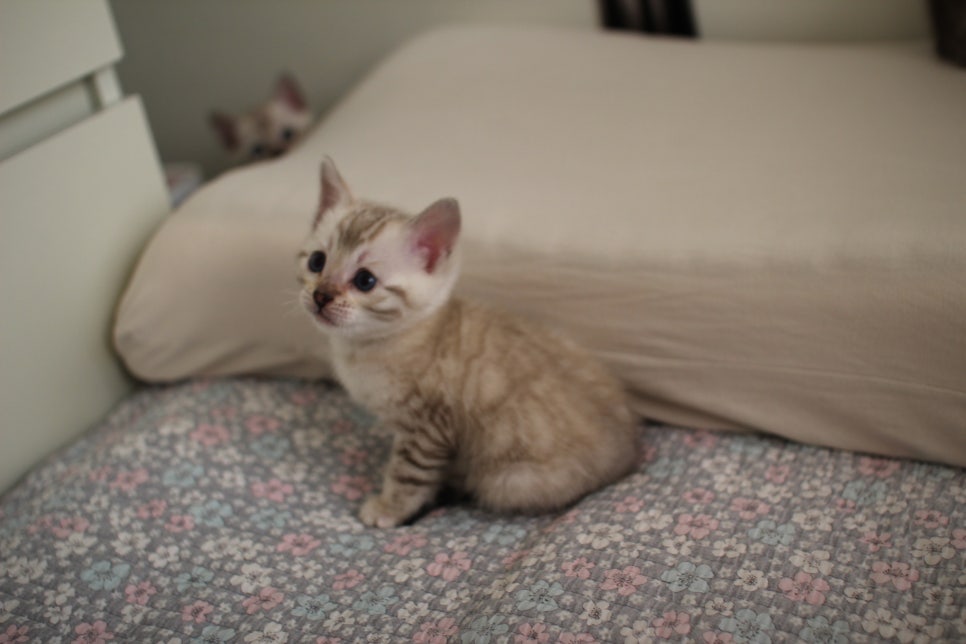 스노우뱅갈고양이 여아 분양해요~ 관련 이미지 17