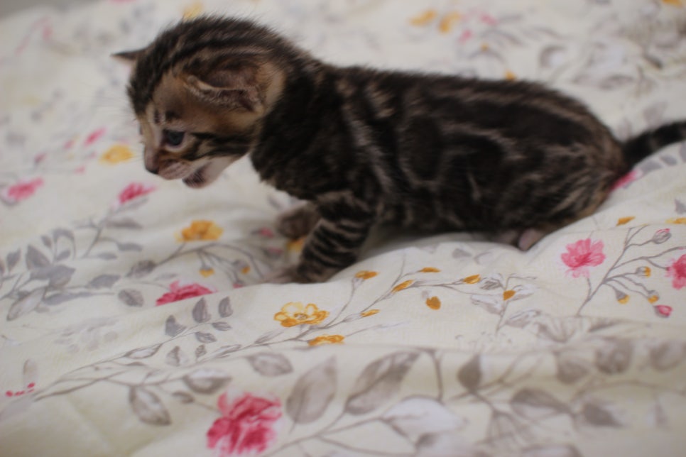 빅로젯이 멋진 미남 뱅갈고양이 남아 분양해요~ 관련 이미지 7