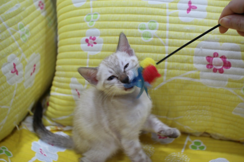 엄청난 순둥이 스노우뱅갈고양이 남아 분양해요~ 관련 이미지 12