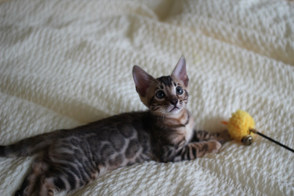 활발한 뱅갈고양이 남아3 분양해요~ 관련 이미지 4