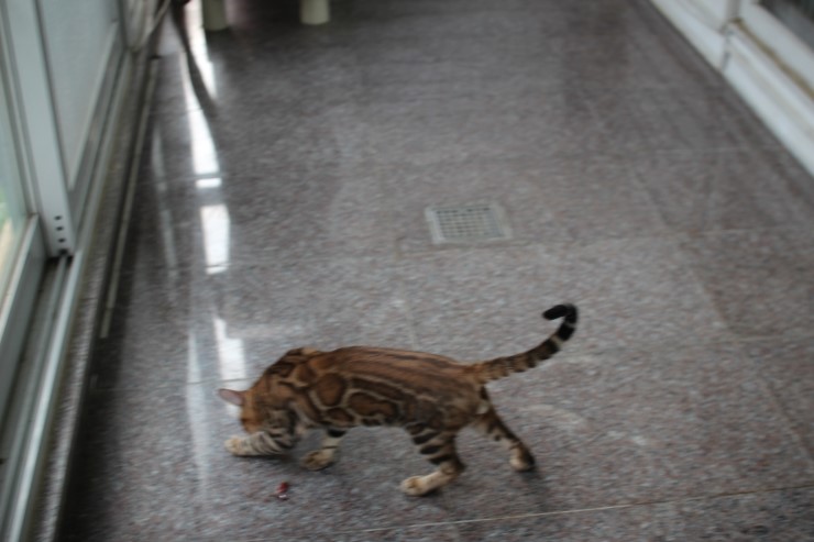 브라운 뱅갈고양이 남아 워리어 입니다~ 관련 이미지 2