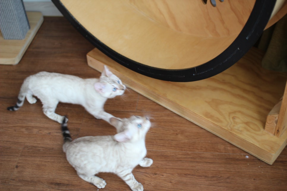 분양중인 스노우뱅갈고양이 남매예요~ 관련 이미지 11