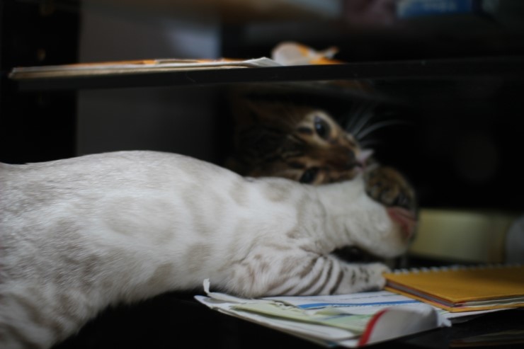 뱅갈고양이,뱅갈고양이 분양,초아와 링컨이에 일상~~~ 관련 이미지 10
