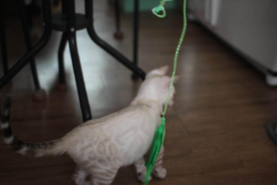 스노우뱅갈고양이 덩치 큰 남아에요~ 관련 이미지 9