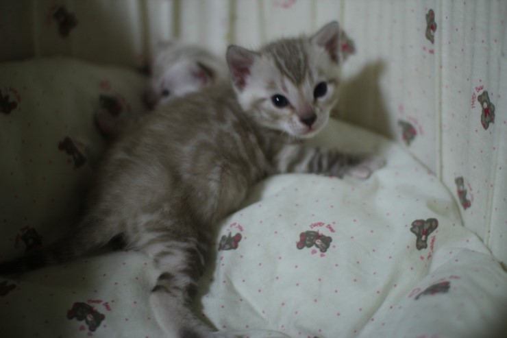 클라우드 로젯 실밍크 뱅갈고양이~ 관련 이미지 11