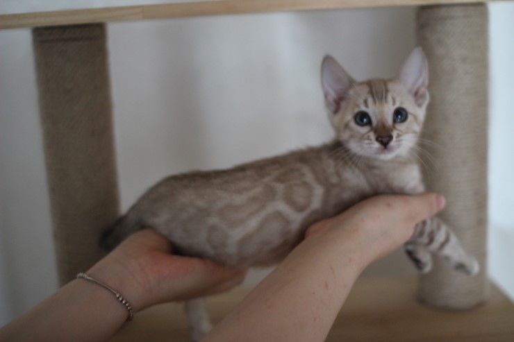 실밍크 뱅갈고양이 분양 남아 두아이 소개 합니다 관련 이미지 12