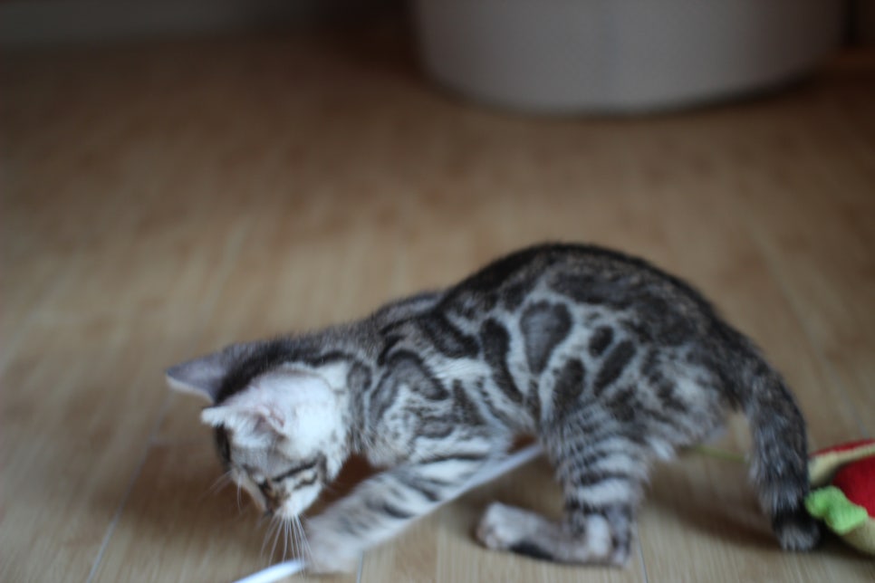 성격좋은 개냥이 뱅갈고양이를 찾으세요? 관련 이미지 10