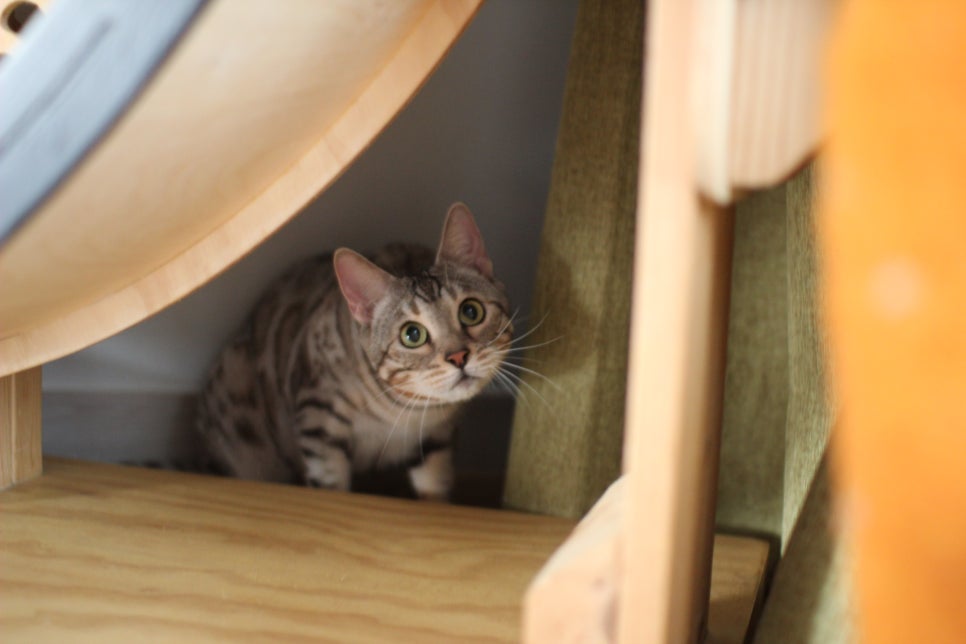 실버뱅갈고양이 분양중인 여아 오늘 모습 입니다~ 관련 이미지 5